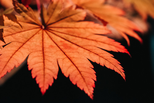 Free Capture of a beautifully detailed maple leaf with autumn colors against a black background. Stock Photo