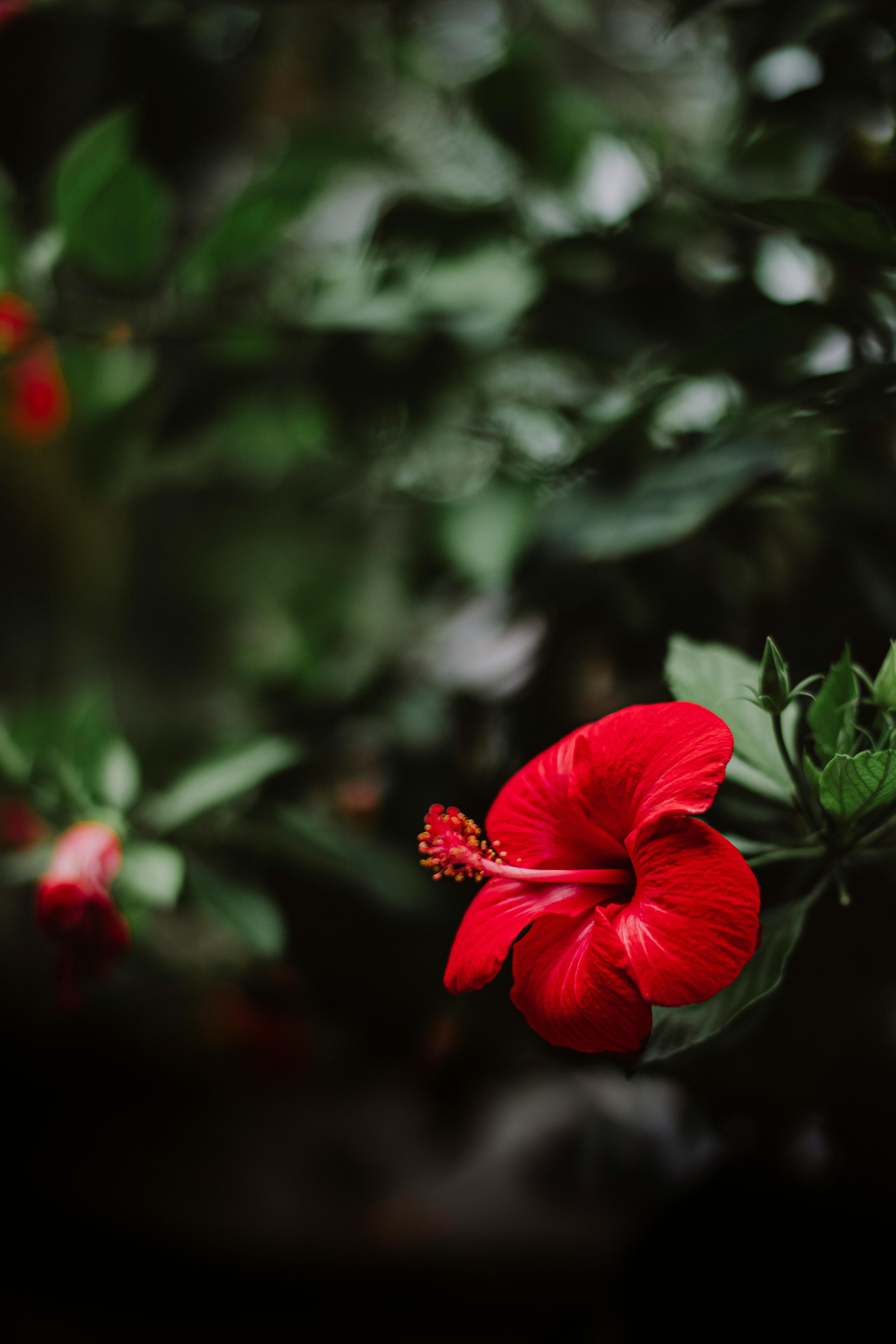 Hibiscus Flower Wallpapers For Mobile Best Flower Site