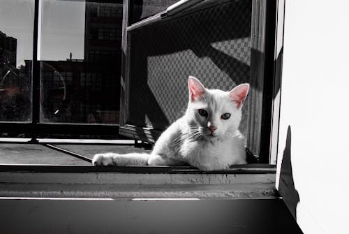 Free stock photo of adorable, animal, black and white