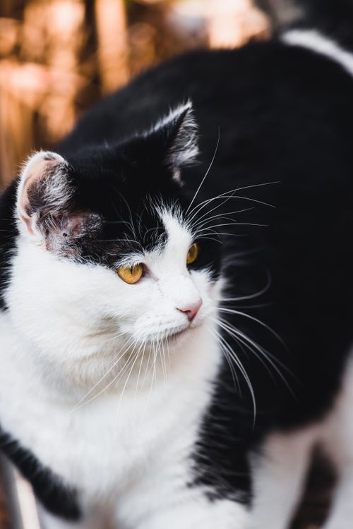 Free Close-up of a black and white cat with striking yellow eyes, looking afar outdoors. Stock Photo