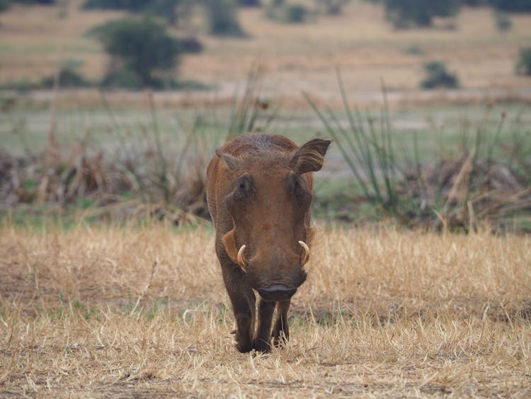 Photo Of A Brown Warthog