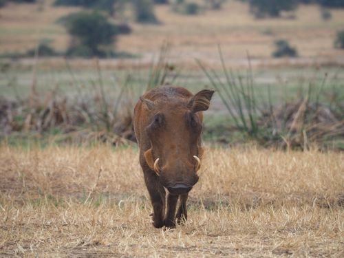 Free Close-up of a wild warthog with tusks standing in the African savannah. Stock Photo