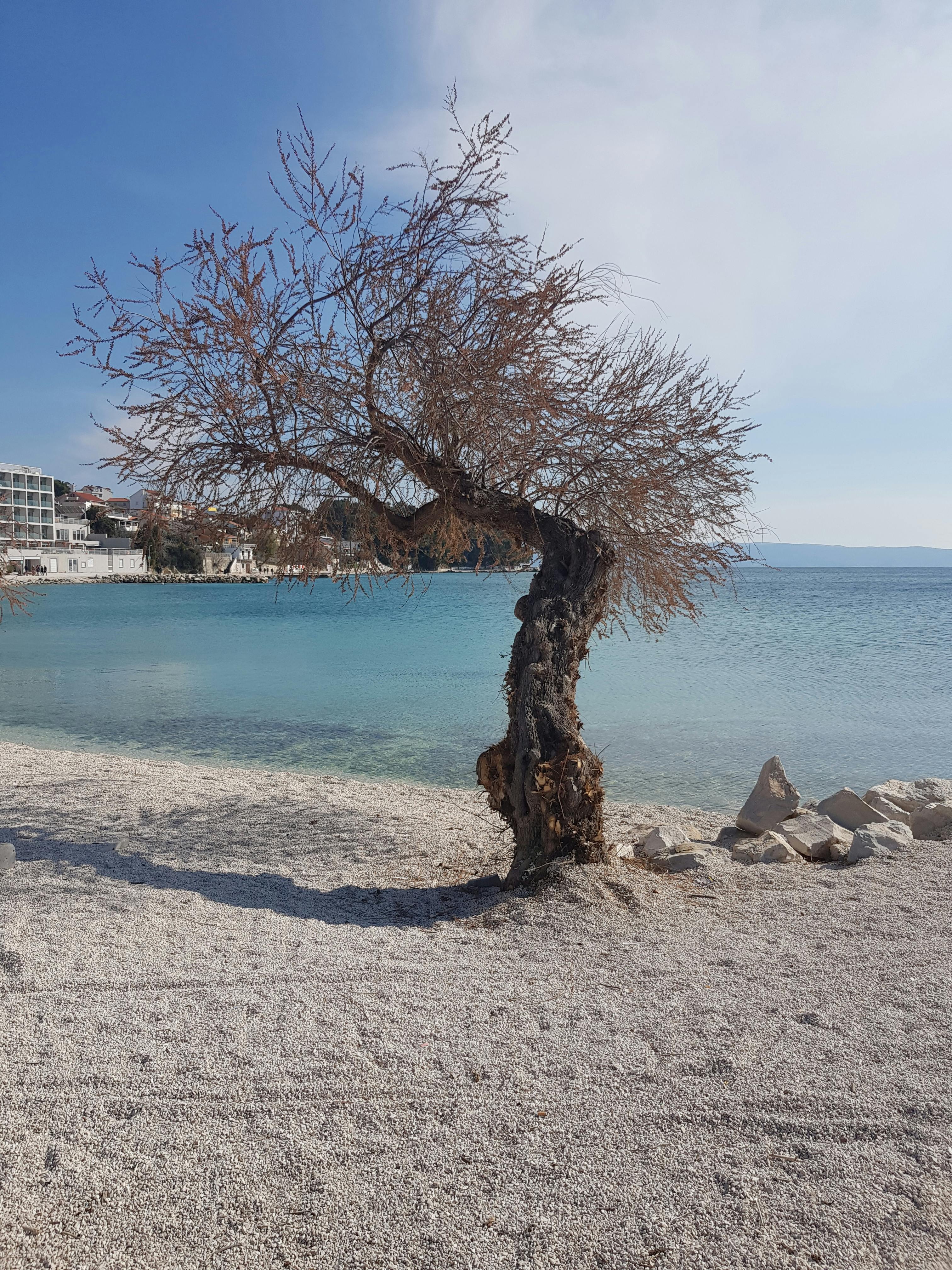 bare tree on white sand beach