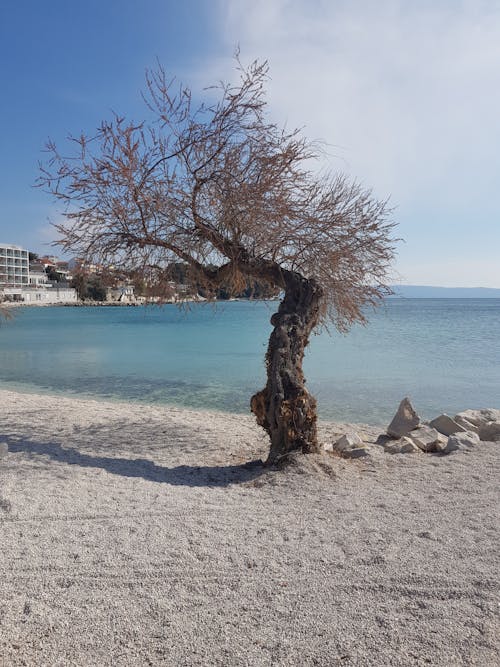 Bare Tree on White Sand Beach