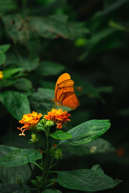 A Julia butterfly gracefully perches on vibrant orange flowers amidst lush greenery.