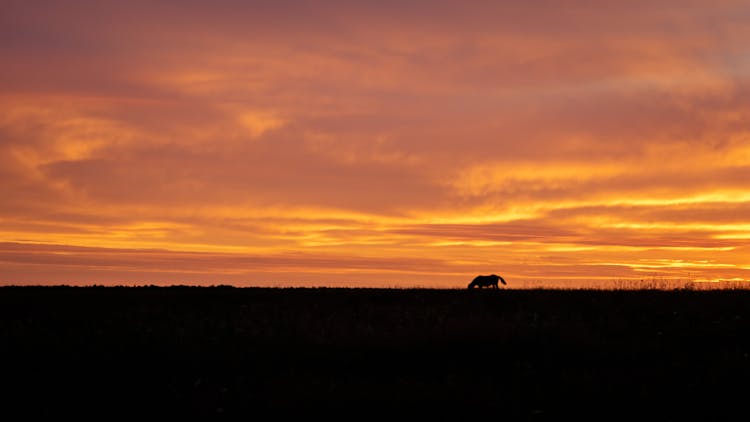 Horse On Meadow At Sunset