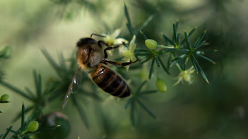 Close-Up Photo of a Honey Bee