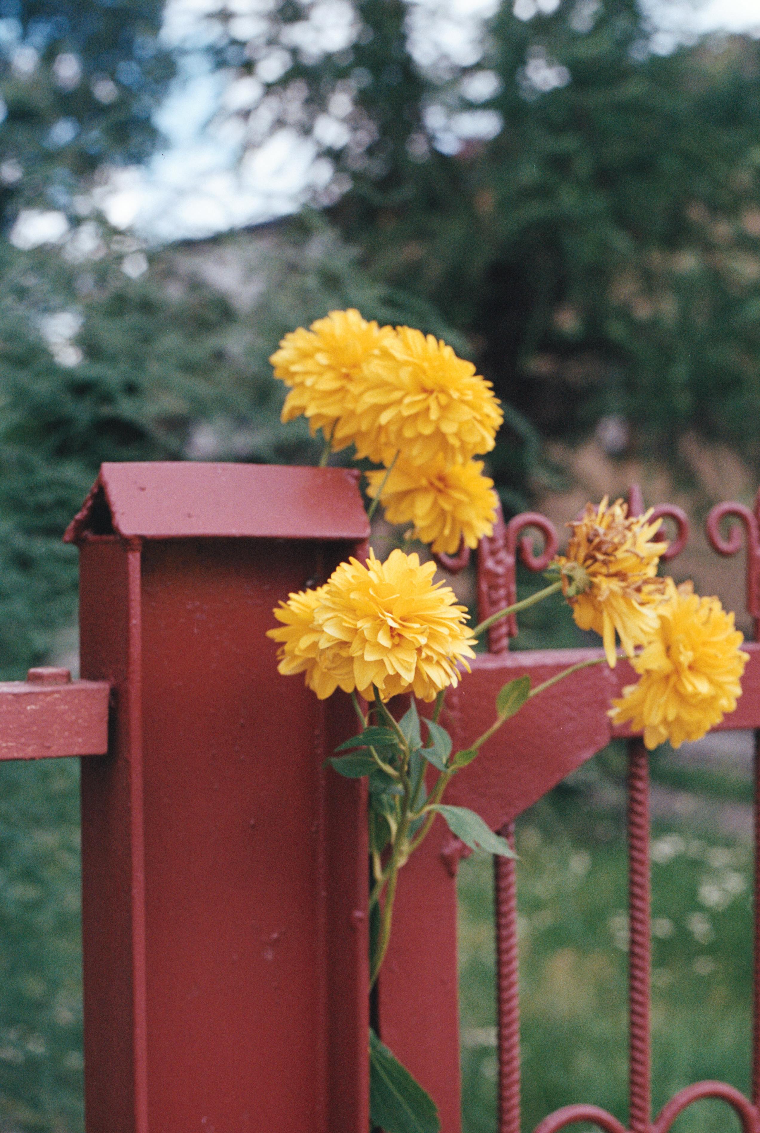 [ColoSach]-yellow-dahlias-bloom-vibrantly-beside-a-red-fence-in-a-lush-garden-setting.