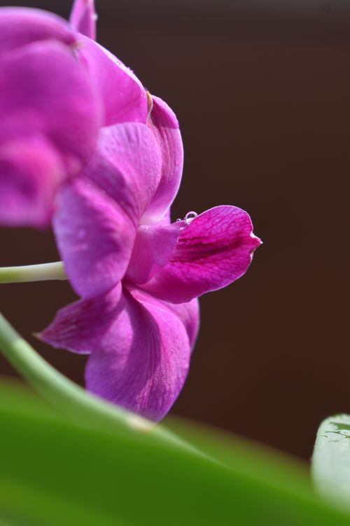 Free stock photo of artificial flowers, baby pink, beautiful flower Stock Photo