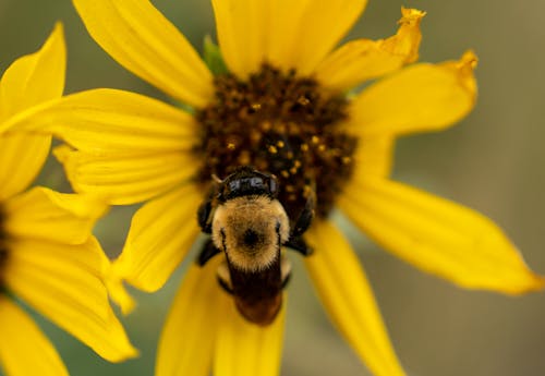 Fotobanka s bezplatnými fotkami na tému kvet, opelenie, opeliť