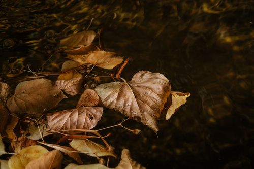 Free Serene close-up of autumn leaves drifting on water. Perfect for seasonal themes. Stock Photo