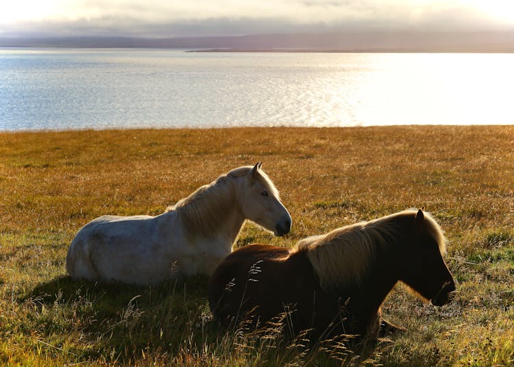 Two Horses Lying On The Grass 