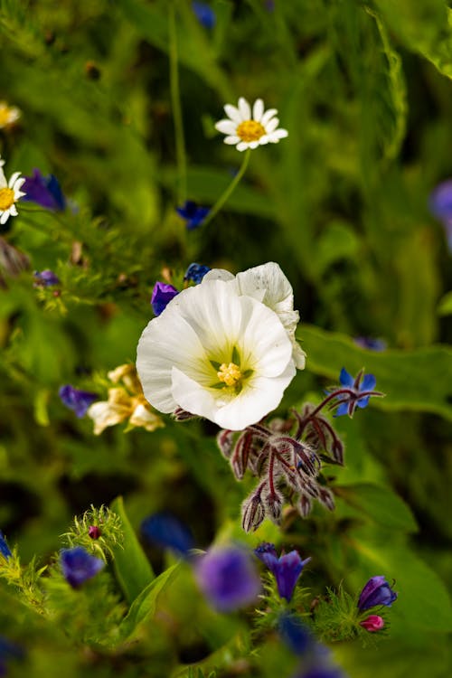 Imagine de stoc gratuită din a închide, floare, floare albă