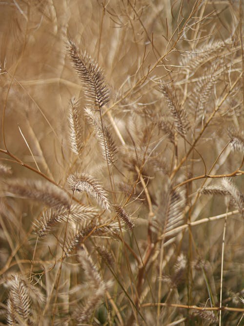 Dried Grass Spikes