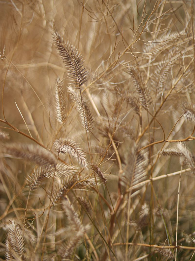 Dry grass spikes lit by low sun — Kostiantyn Klymovets on Pexels