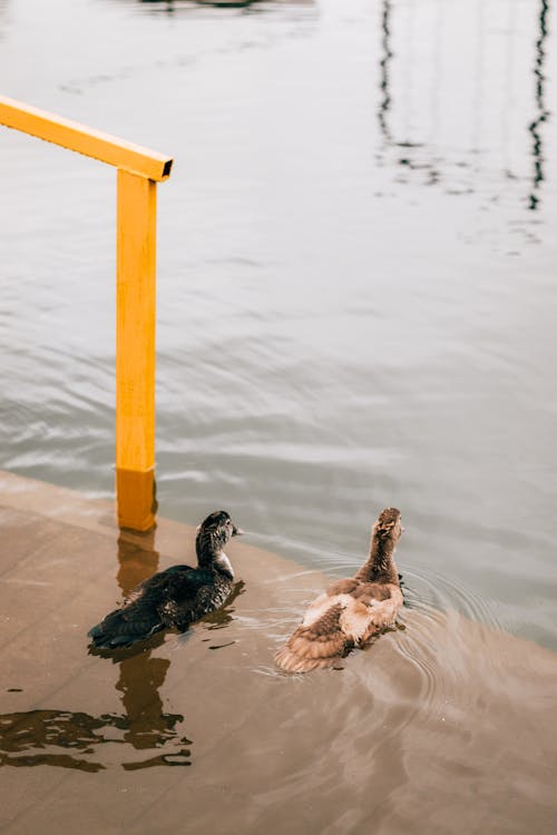 arkadan görünüm, dikey atış, hayvan fotoğrafçılığı içeren Ücretsiz stok fotoğraf