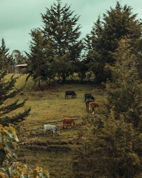Lush landscape with cattle grazing, beautiful rural scene in Rionegro, Colombia.