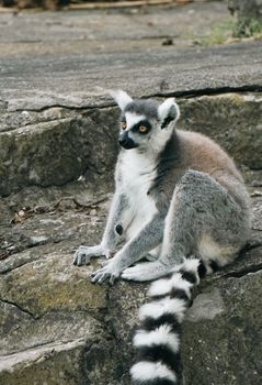Lemur