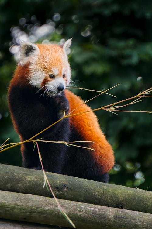 Free Red panda Stock Photo