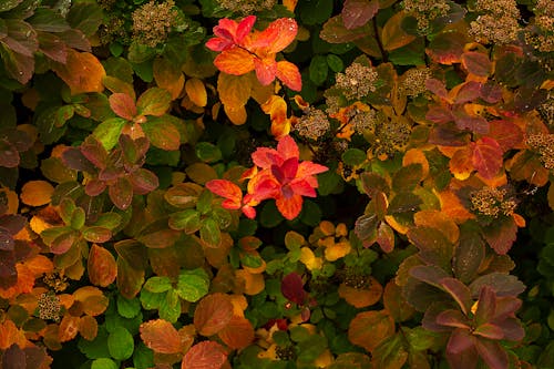 Free Fall Foliage Stock Photo