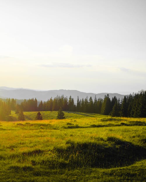 Darmowe zdjęcie z galerii z łąka, natura, pastwisko