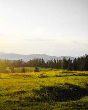 Peaceful rural landscape with a sunlit field and forest in the distance.