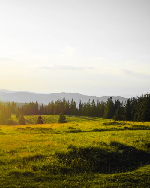 Free Peaceful rural landscape with a sunlit field and forest in the distance. Stock Photo