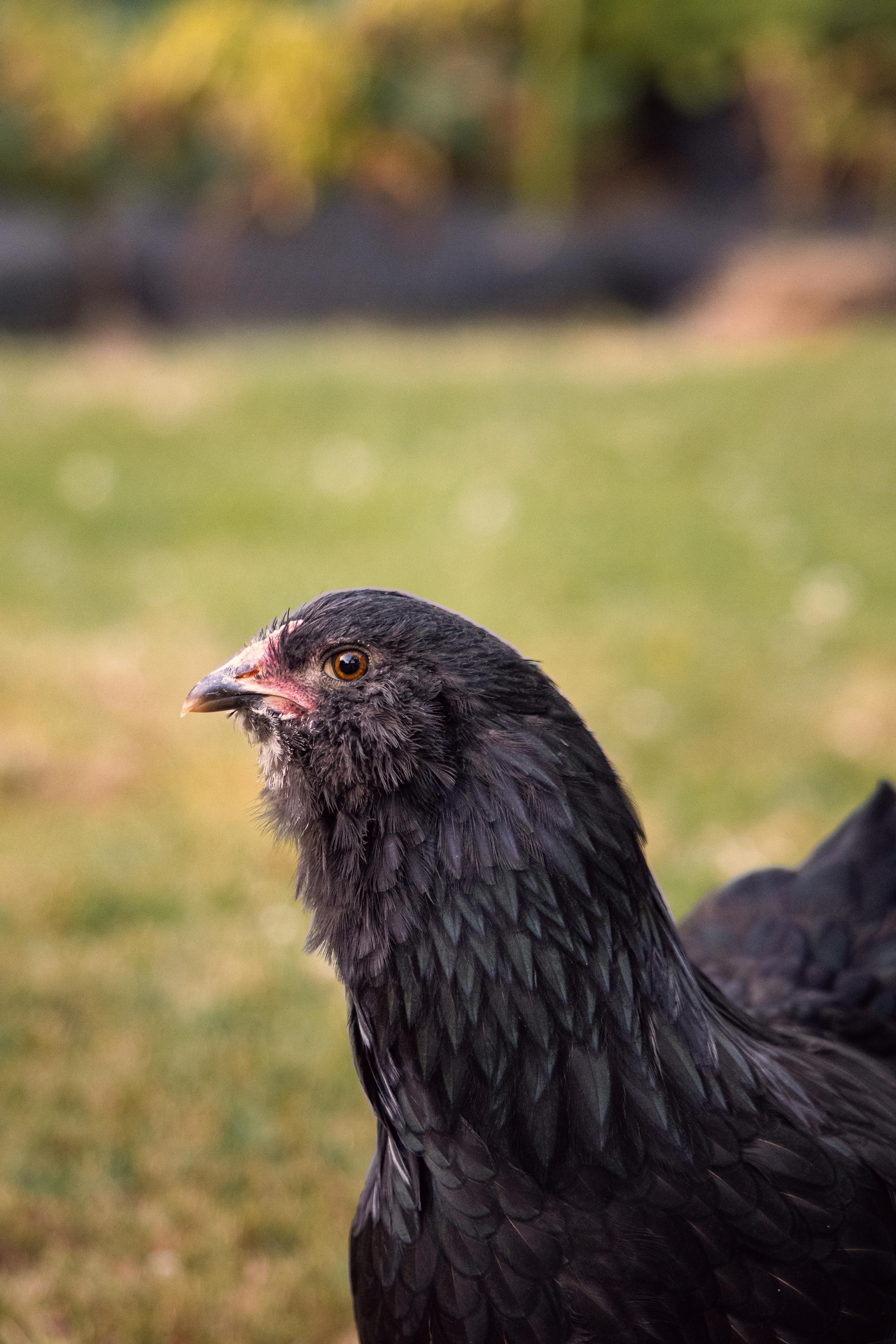 close up photograph of a black chicken