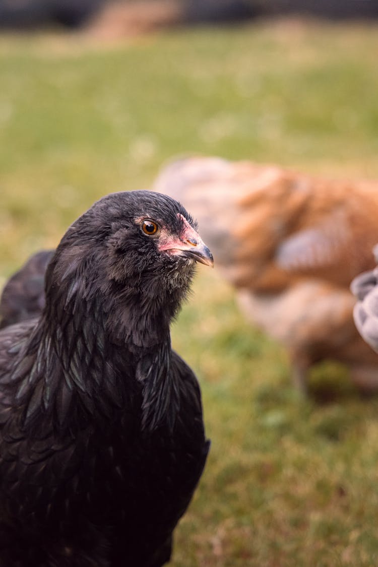 A Black Chicken In Close-Up Photography