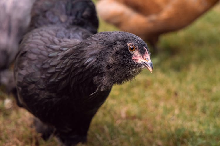 Close-Up Photo Of A Black Chicken