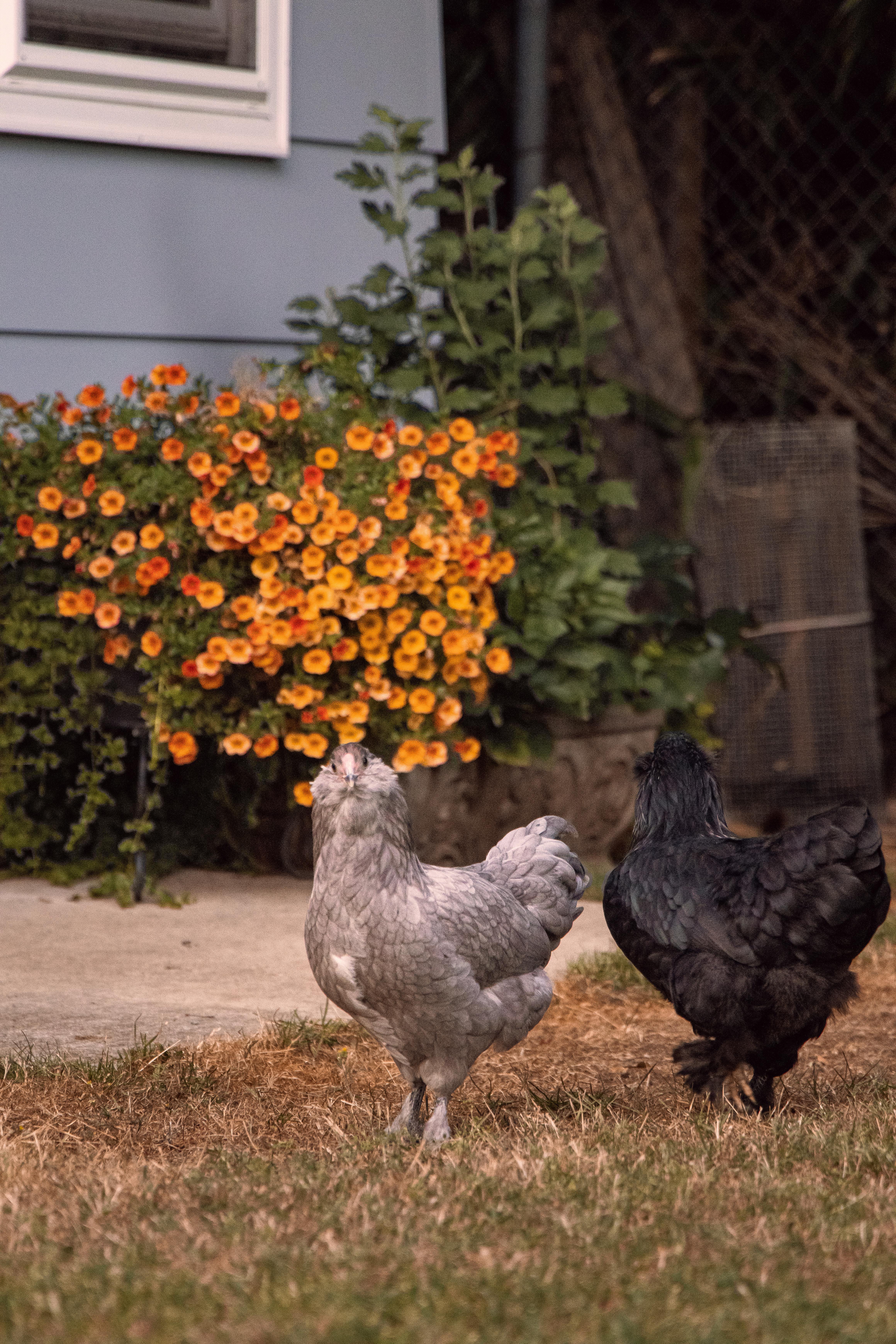 Backyard Chickens