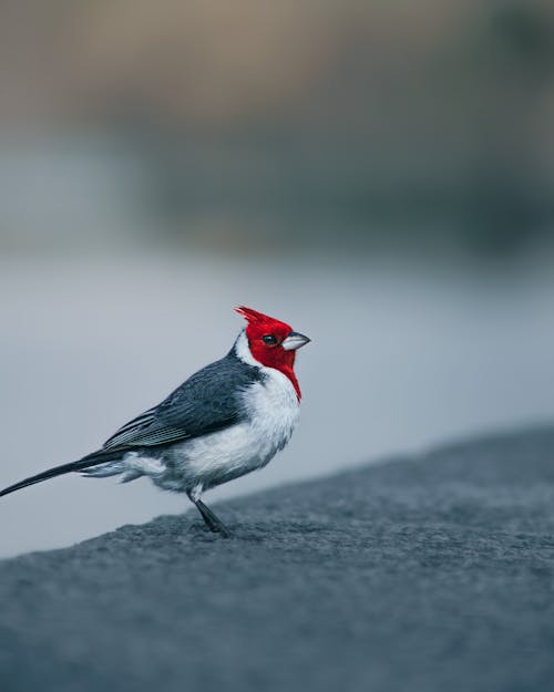 A Red Crest Brazilian Cardinal Bird Perched on a Ground Cement