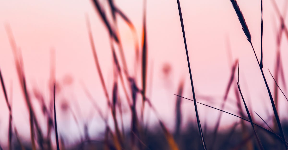 Grass Blades At Dusk Free Stock Photo grass-blades-at-dusk-free-stock-photo