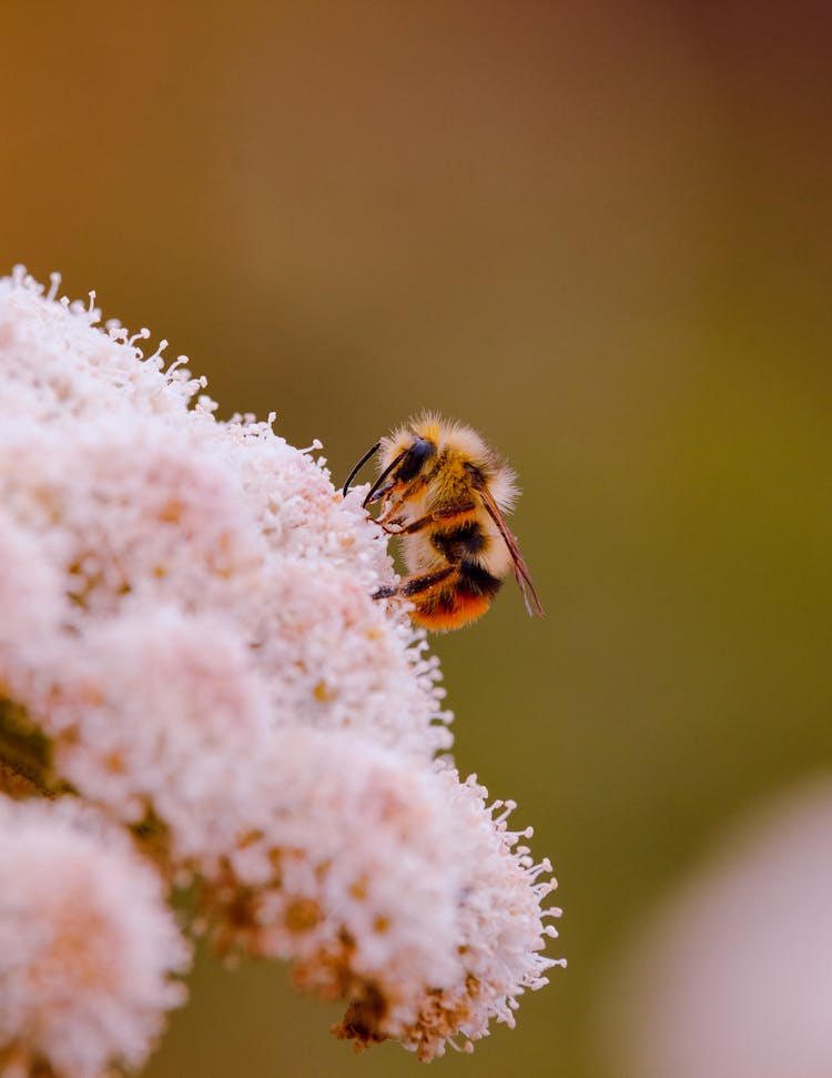 Bee Sitting On A Flower