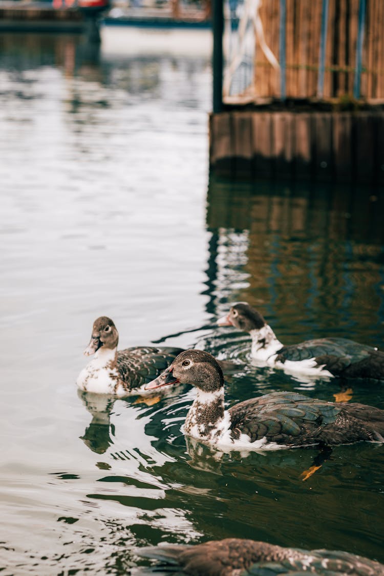 Ducks Swimming In Lake