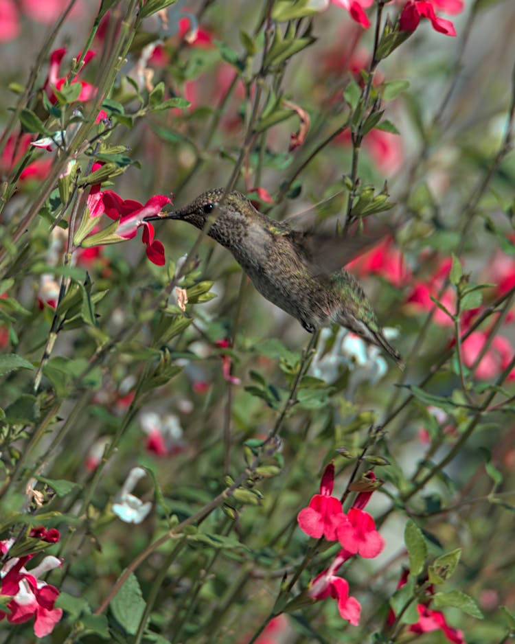 A Hummingbird Attracted To A Red Flower