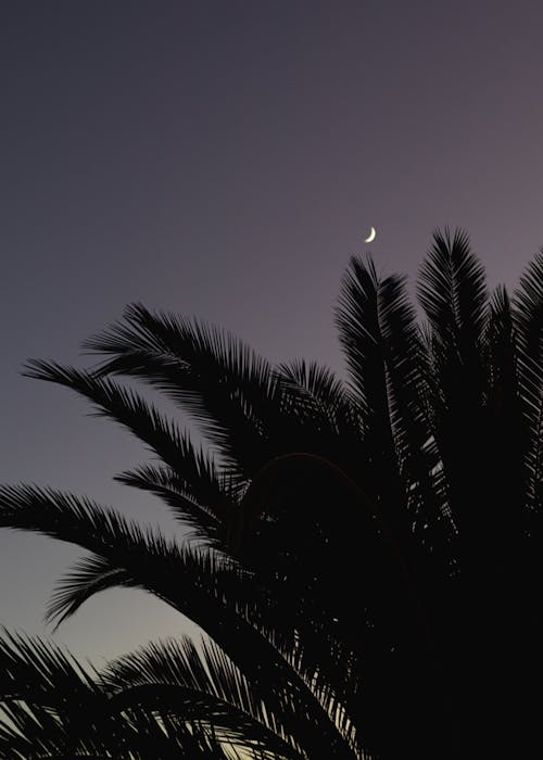 Silhouette of Palm Leaves at Night