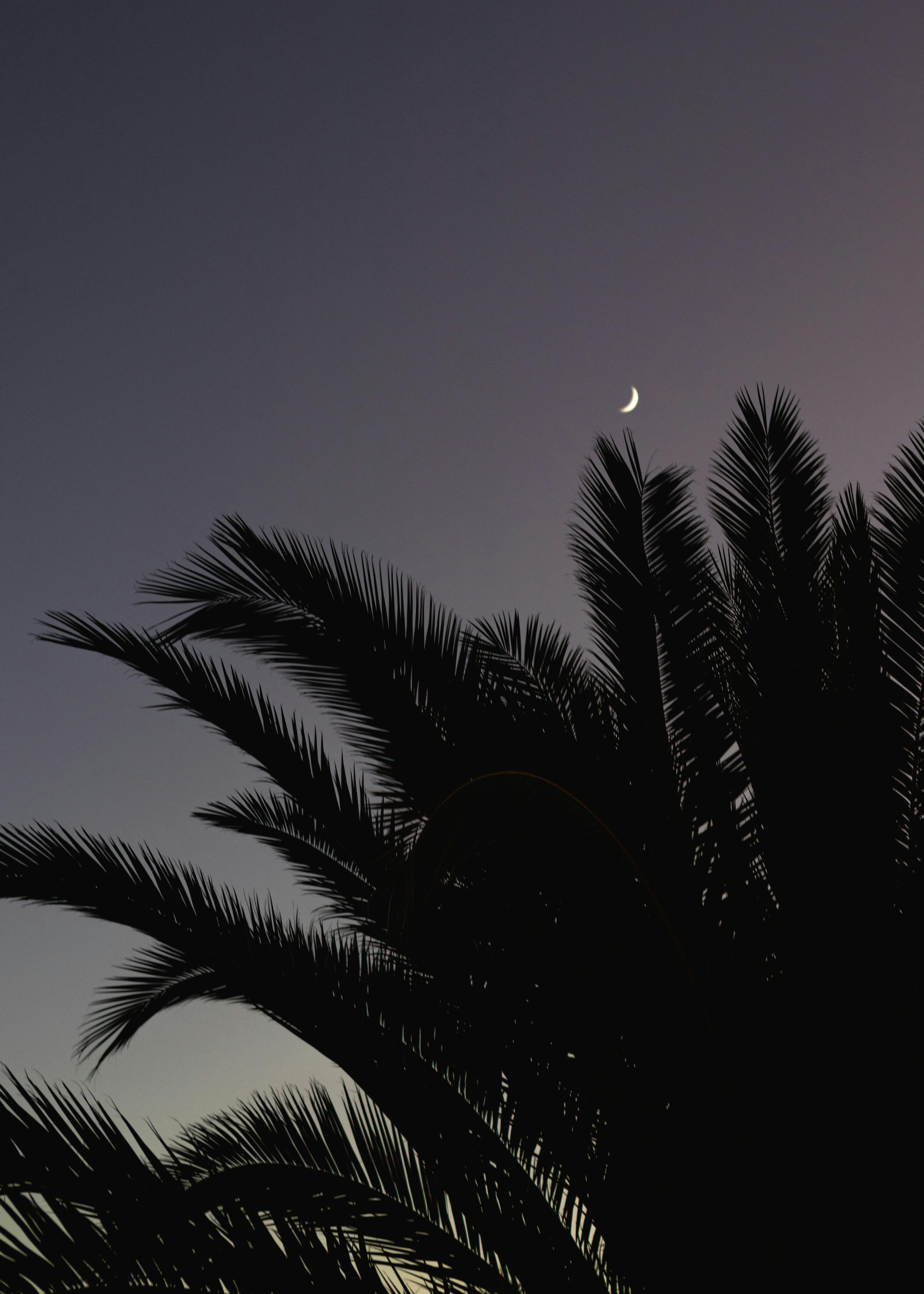 palmetto tree and crescent moon