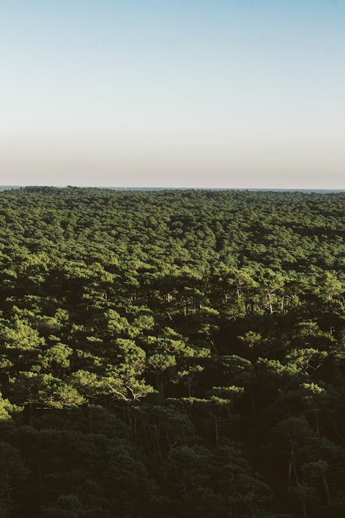 Photos gratuites de arbre, arbres verts, forêt