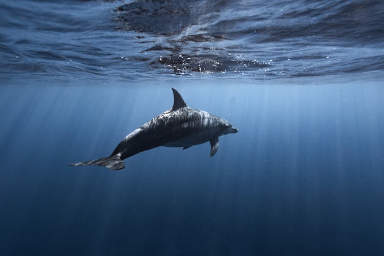 A Dolphin In The Sea