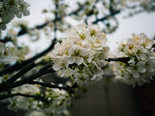 Gratuit Imagine de stoc gratuită din a închide, delicat, floare de cireș Fotografie de stoc