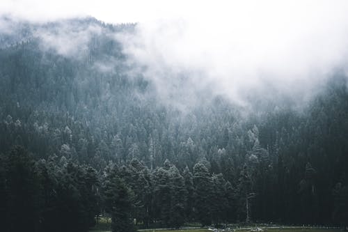 天氣, 有霧, 森林 的 免費圖庫相片