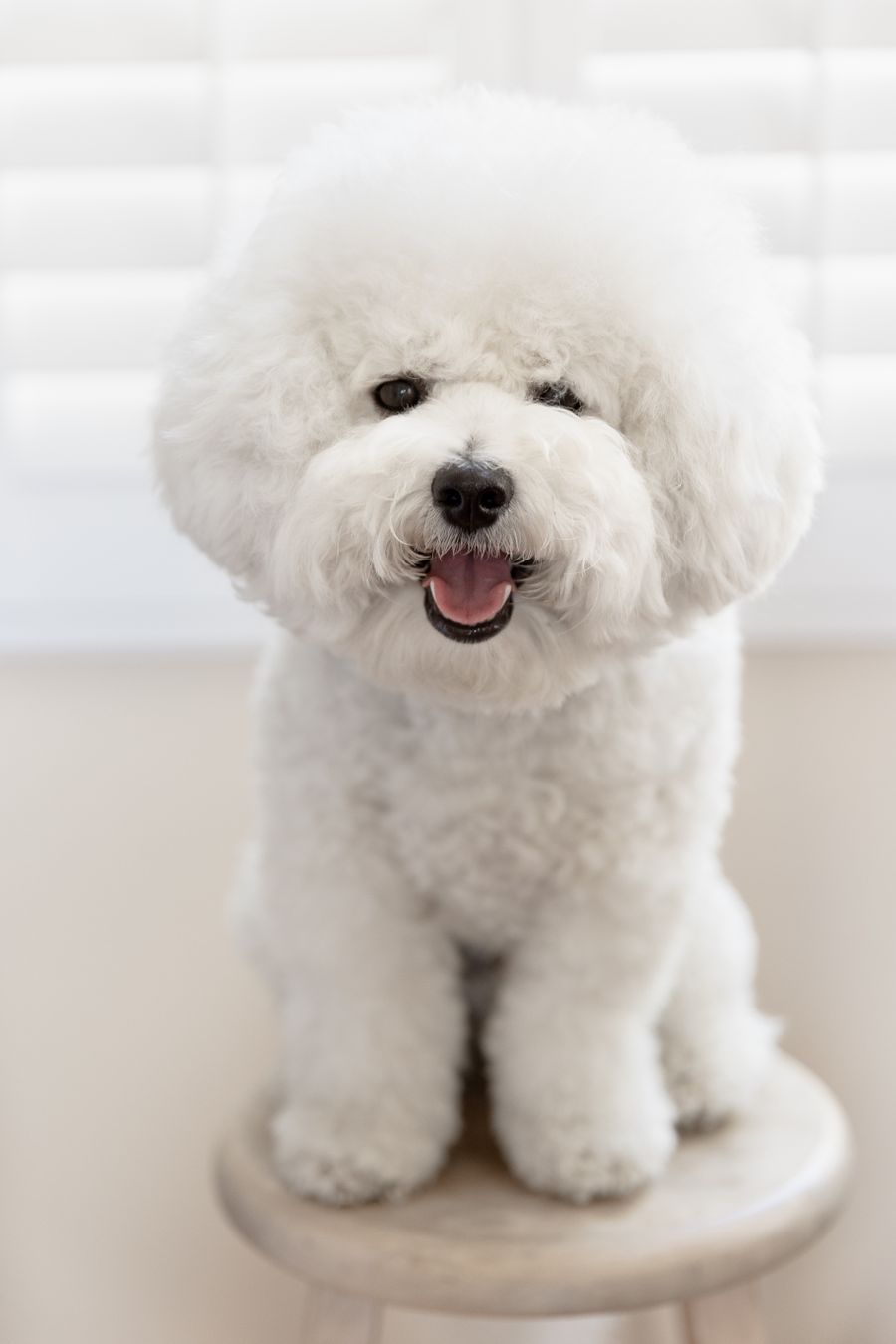 A freshly groomed white Bichon Frise sitting on a stool