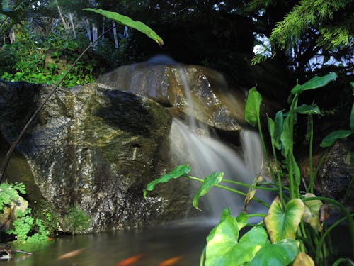 Free stock photo of environment, tropic rainforest Stock Photo