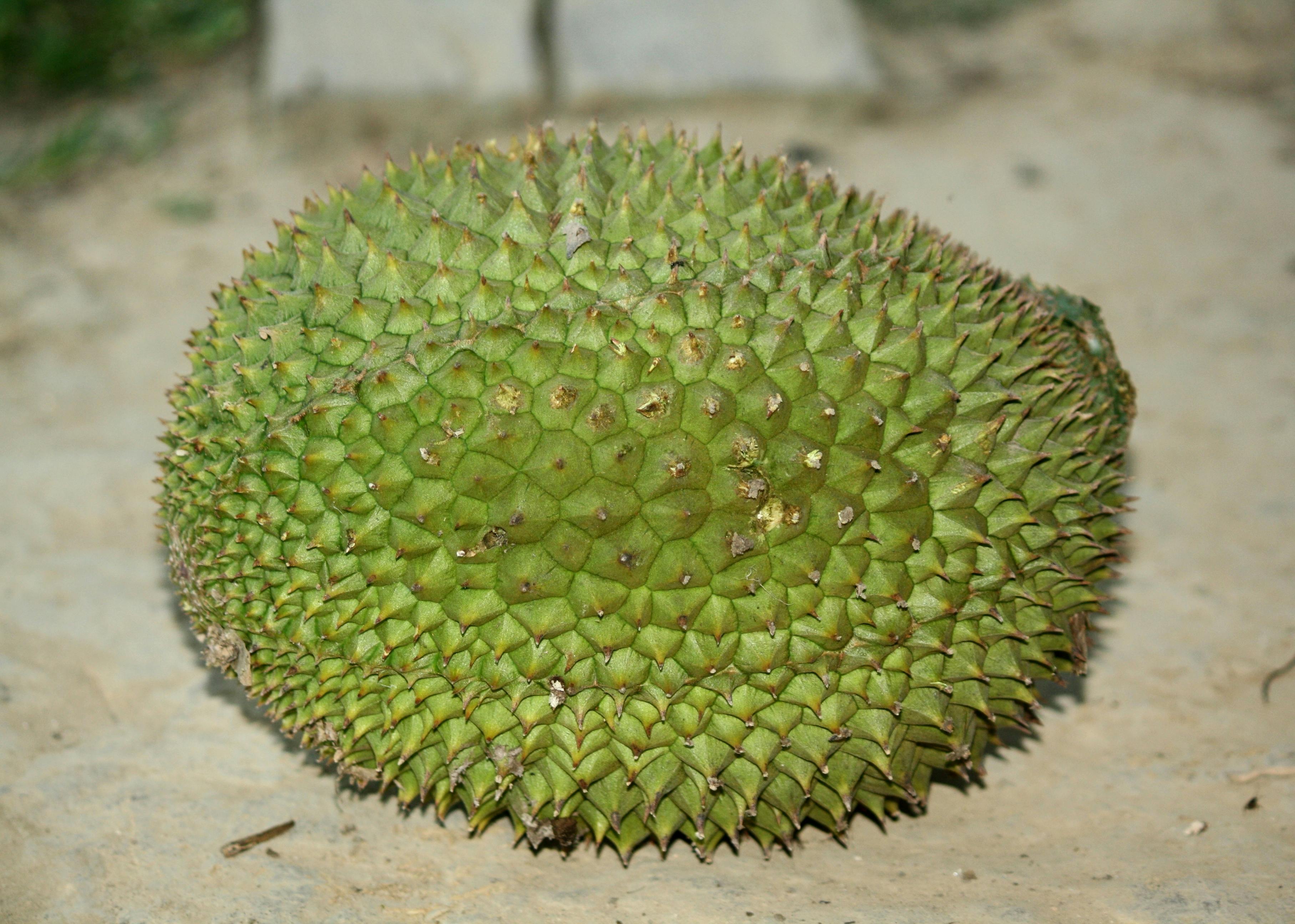 Free stock photo of durian, fruit, thorn