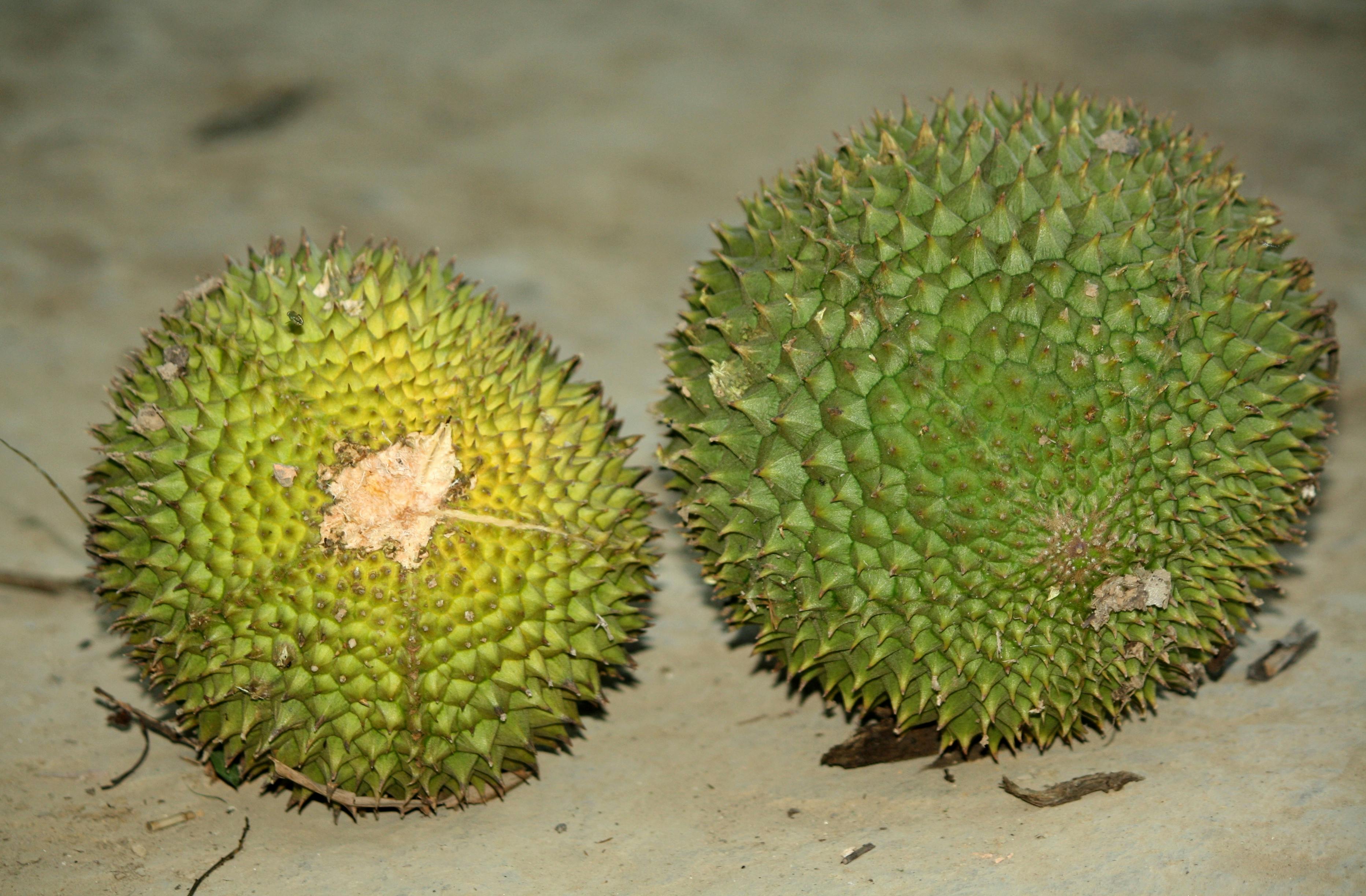 Free stock photo of durian, fruit, thorn