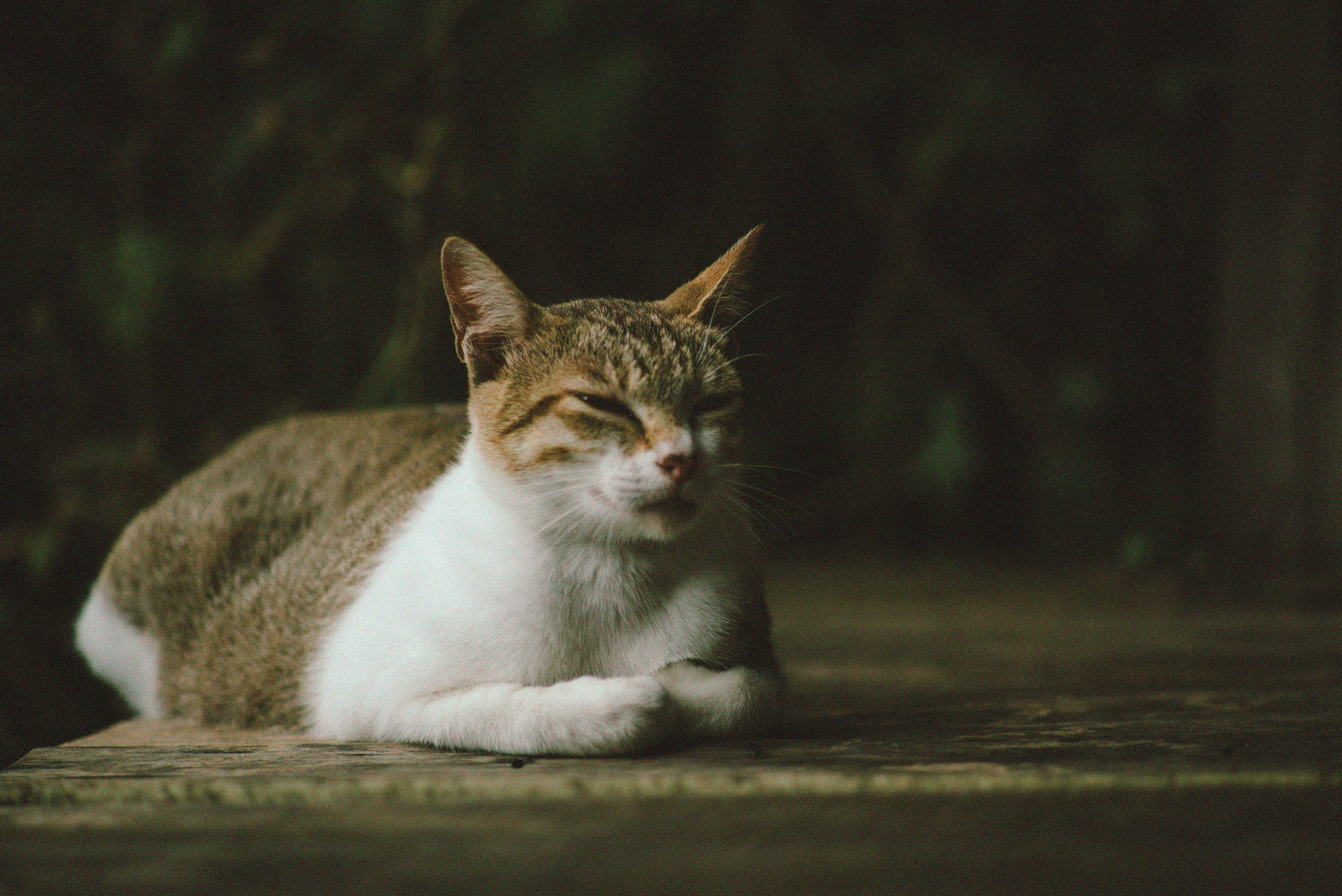 Why did we lose our fur?