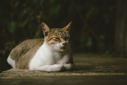 A serene tabby cat relaxing with eyes closed on a stone surface, outdoors.