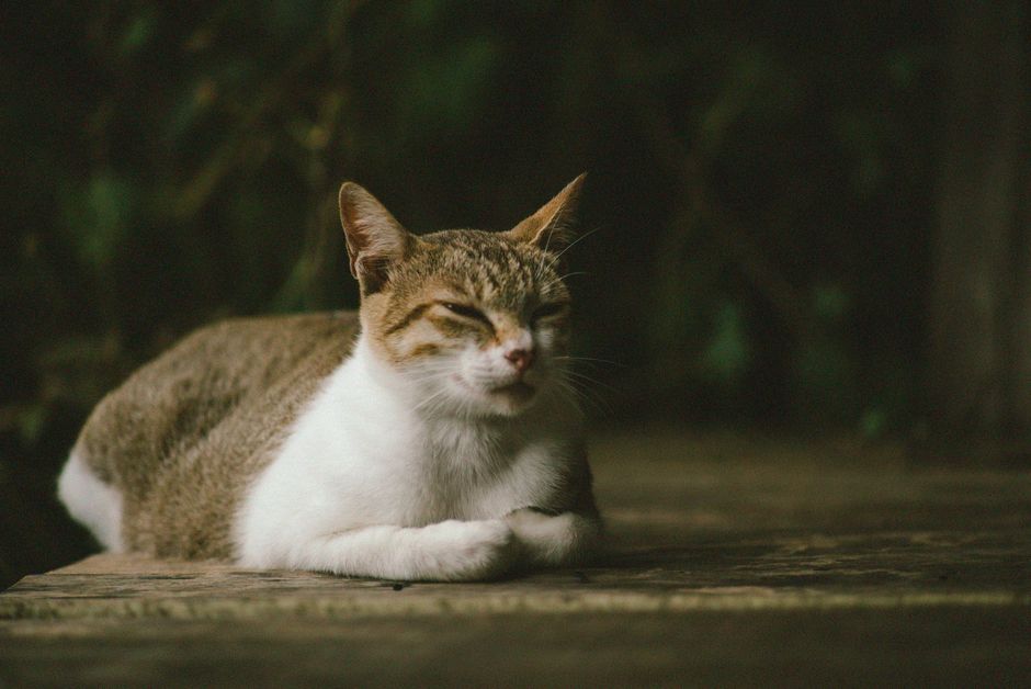 A serene tabby cat relaxing with eyes closed on a stone surface, outdoors.