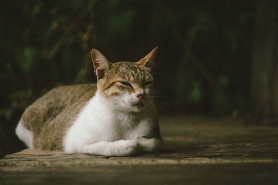 Tabby cat resting in the sun — photo by An Chu on Pexels
